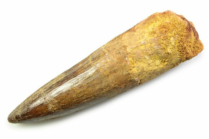 Fossil Spinosaurus Tooth - Real Fossil Tooth #357685